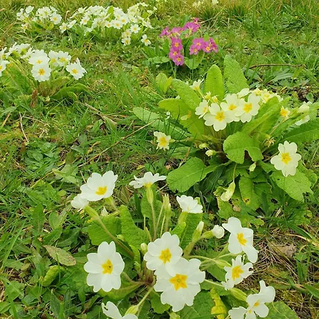 Chez Bob & Lulu * Пор-ан-Бессен-Юппен