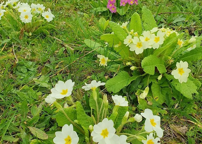 Chez Bob & Lulu * Пор-ан-Бессен-Юппен